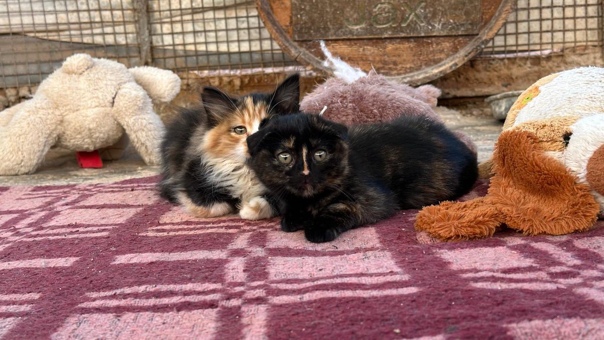 They are safe .. but they need time to be happy.