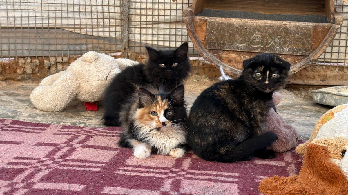 Ernesto’s Sanctuary for Syrian Cats tweet media
