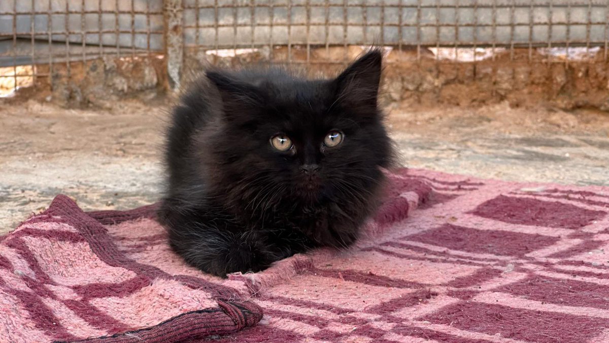 Ernesto’s Sanctuary for Syrian Cats tweet media