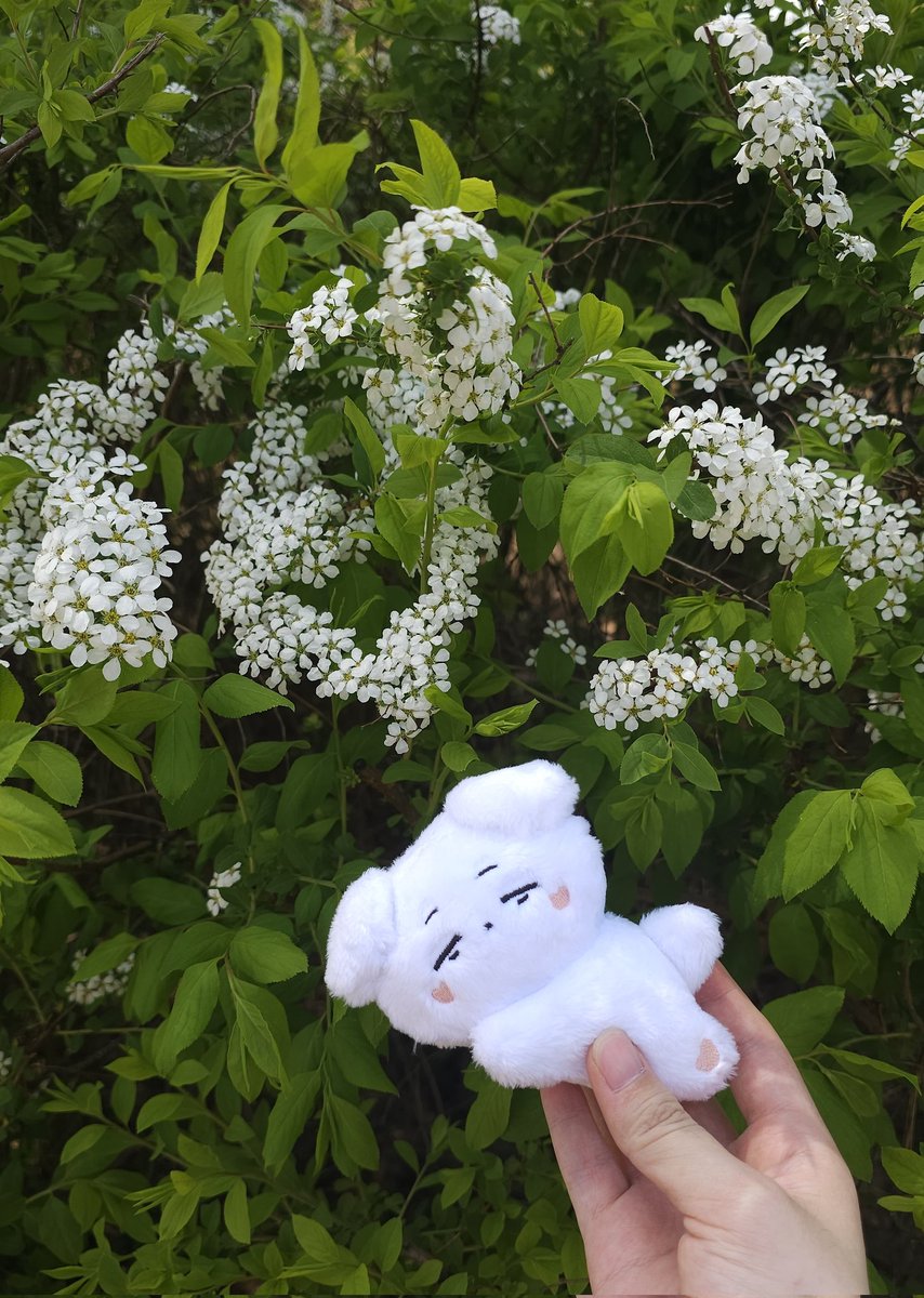 #쉿_쿨섭이가_자고있어요

좋은 이벤트를 통해 얻게 된 쿨섭이 🐶🍑 실물로 딱 보는데 넘 새하얗고 깜찍해서 보기만 해도 기분이 좋아졌답니다 🤍 쿨섭이와 함께 보내주신 귀여운 띠부띠부씰도 잘 간직할게요 감사합니다 🥰