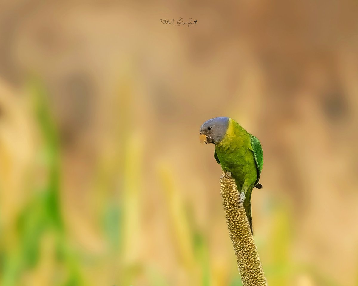 Plumheaded #Parakeet #parrot
#BirdsSeenIn2024 #IndiAves #ThePhotoHour #birds 
#birdphotography #ngtindia
#NaturePhotography #BBCWildlifePOTD #TwitterNatureCommunity 
@IndiAves #birdwatching @BirdPlanets  #bird #BirdsOfTwitter @NatGeoIndia @natgeowild #aves #Birdcpp #PLUM #parrots