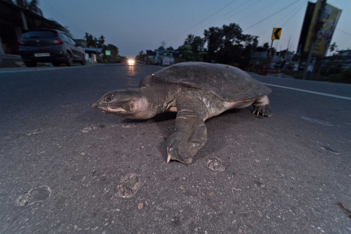 #FromTheArchives This award-winning photostory documents the plight of Black Softshell Turtles in the #urban landscape of Cooch Behar, #WestBengal. 📷 Ripan Biswas— The #turtles risk their lives on the roads, searching for a potential mate. Learn more: bit.ly/43SsrFw