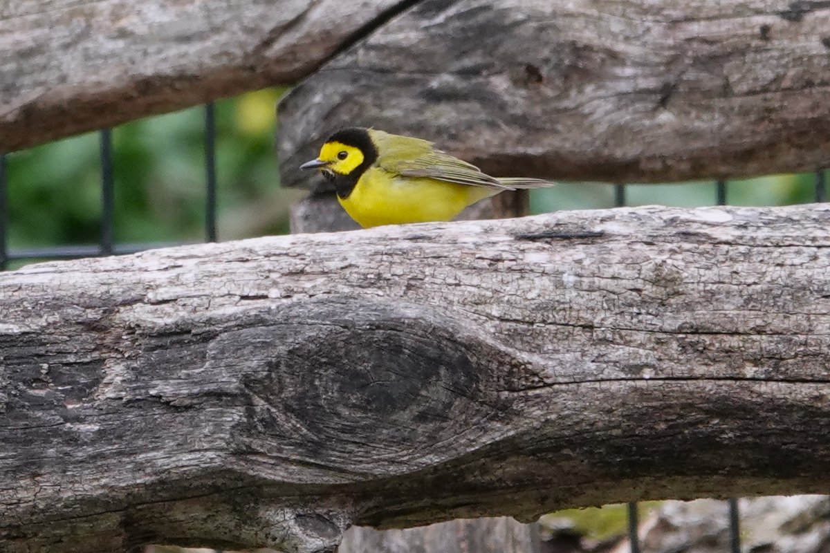 A ruby-crowned kinglet and a hooded warbler by the Loch in Central Park on Saturday afternoon. #birdwatching #birdcpp #birds #birding