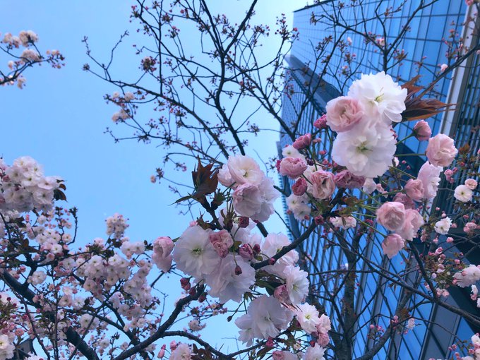 八重桜かなー?きれいー
