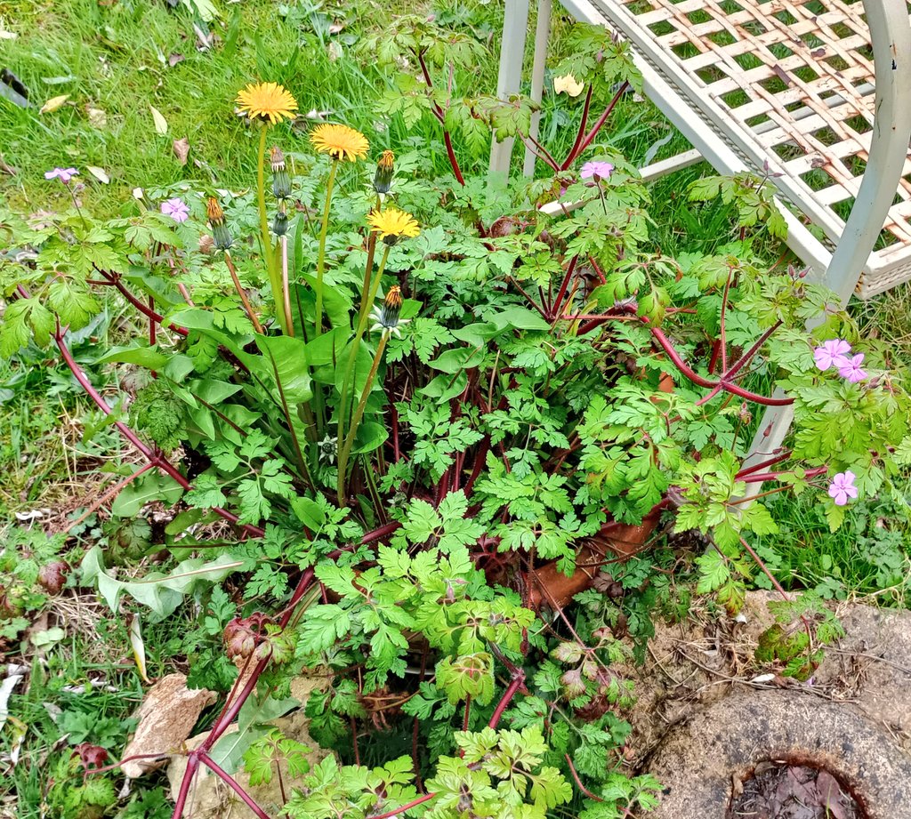Dandelions & Herb Robert in a pot.....well why not? ☺️🌿