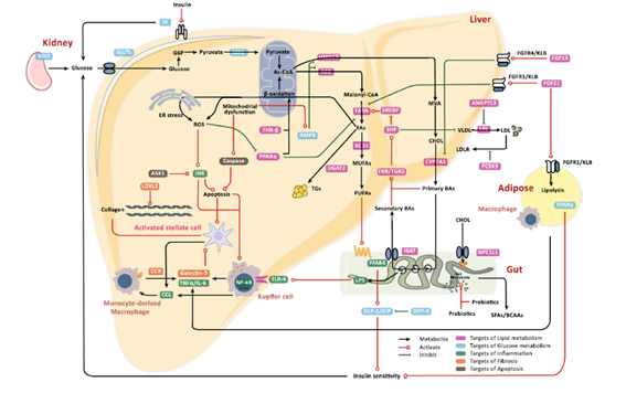 📕A revisit of drugs and potential therapeutic targets against non-alcoholic fatty liver disease: learning from clinical trials 📌Revisión sobre los ensayos clínicos actuales para la #EHNA link.springer.com/article/10.100… @EHMETSEEN