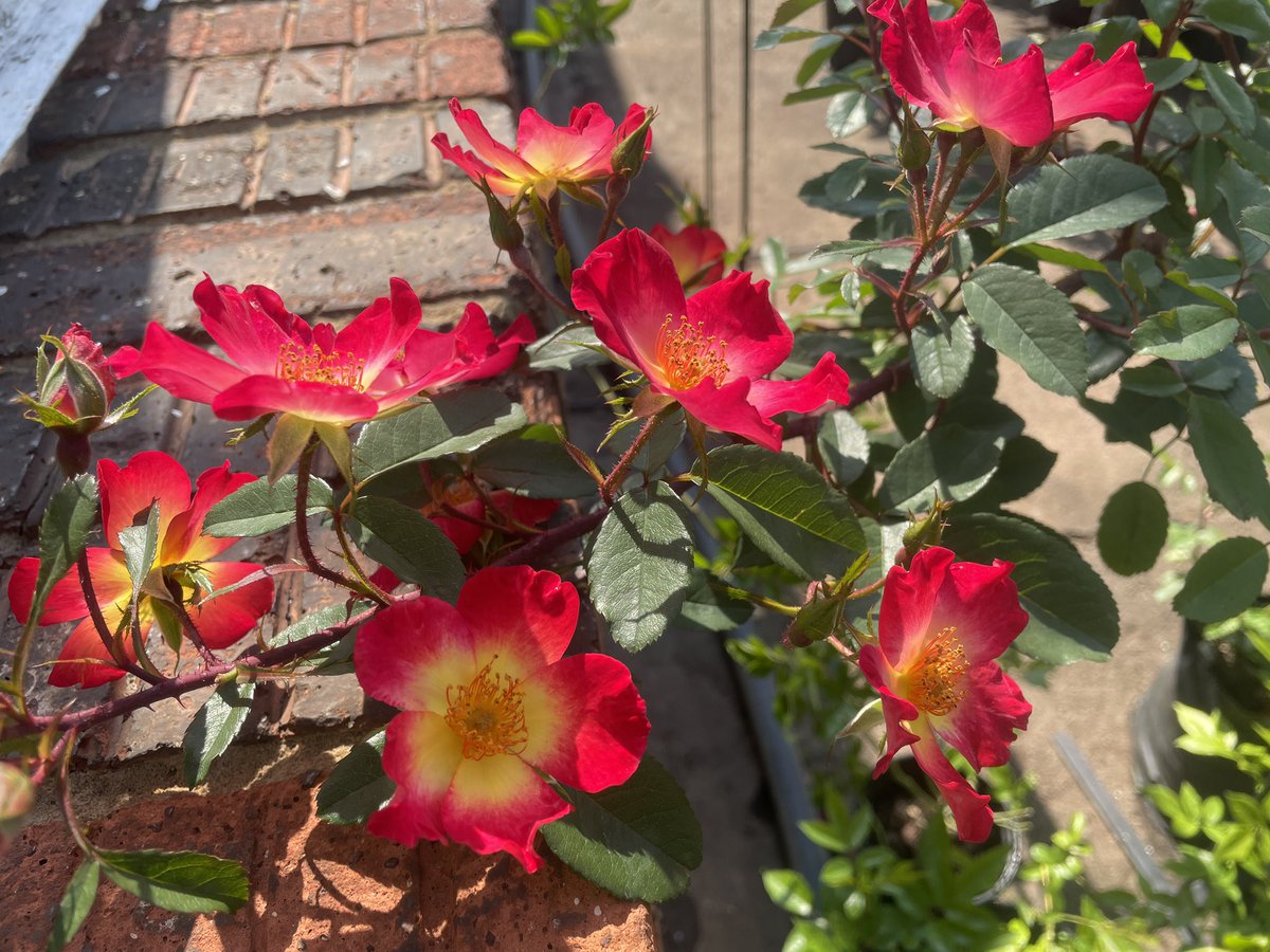 Roses in autumn have a more intense colour and the flowers last longer. This is the climbing rose Cocktail with its vibrant shades of yellow and pink that mature to hues of orange and reds depending on the temperature 🌸 #eckardsgarden #autumngardening