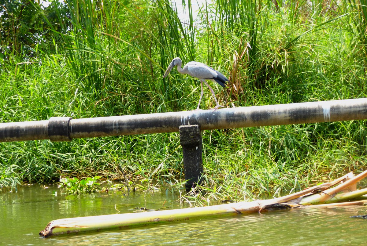 a hornbill can be typical seen along the canal.

Bangkok, Thailand