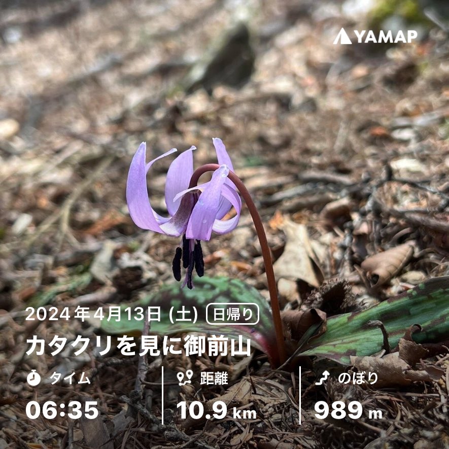 カタクリを見に御前山 yamap.com/activities/309… #YAMAP #山歩しよう