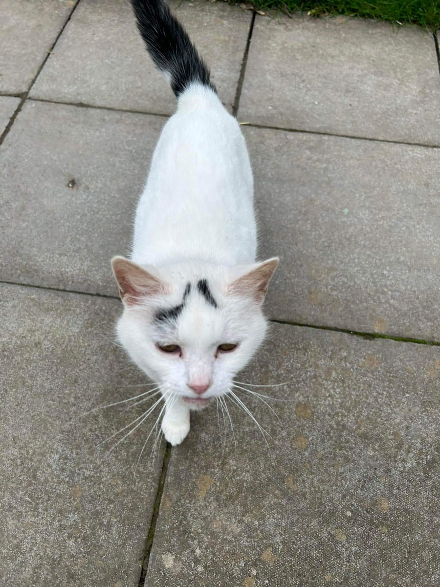 #SundayMorning ~ Elsa is having a bimble round the Shelter & visiting the volunteers. She lives in the greenhouse near the farm animals & likes yo look after them #inthecompanyofcats #cats #catrescue #fabulousfelines #catlovers #catvibes