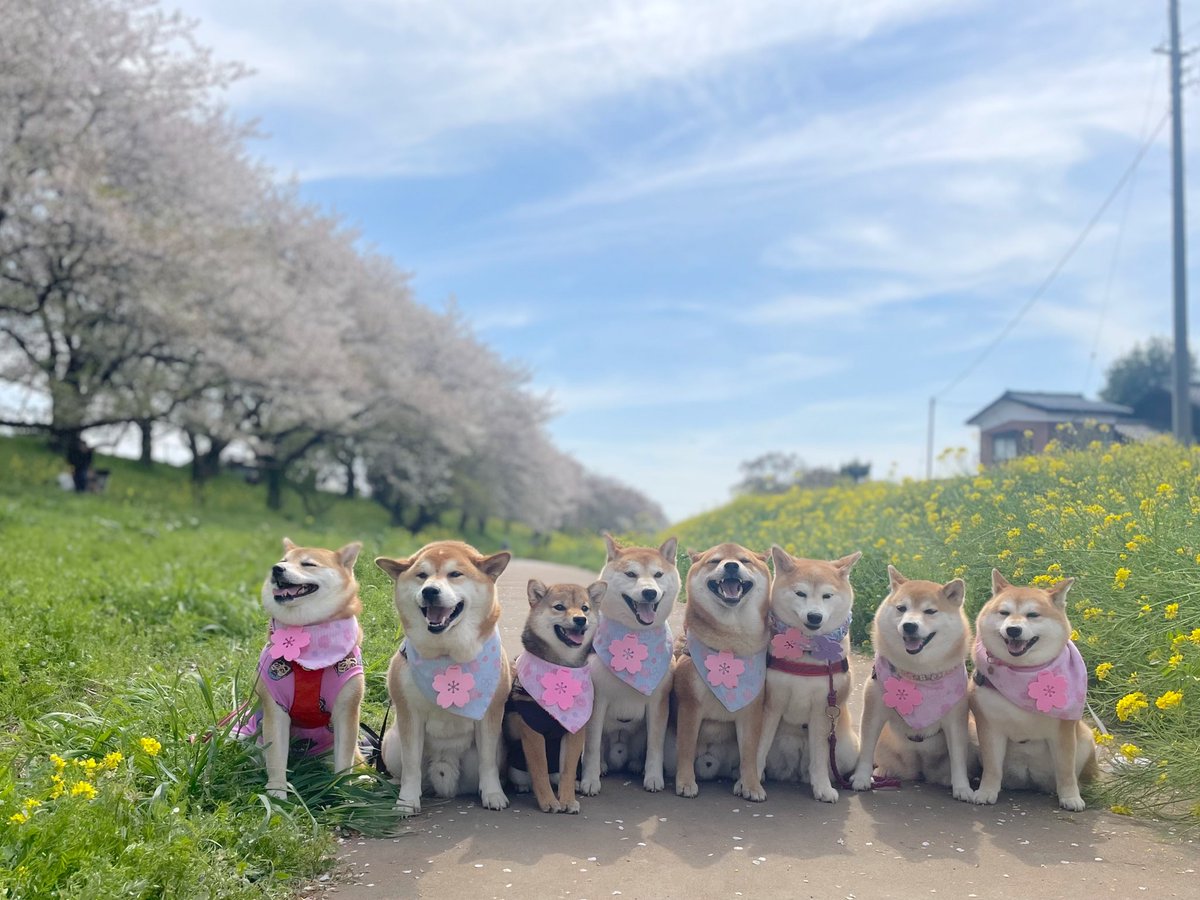 chachamarock's tweet image. お花見散歩🐕🐕🐕🐕🐕🐕🐕🐕

#柴犬