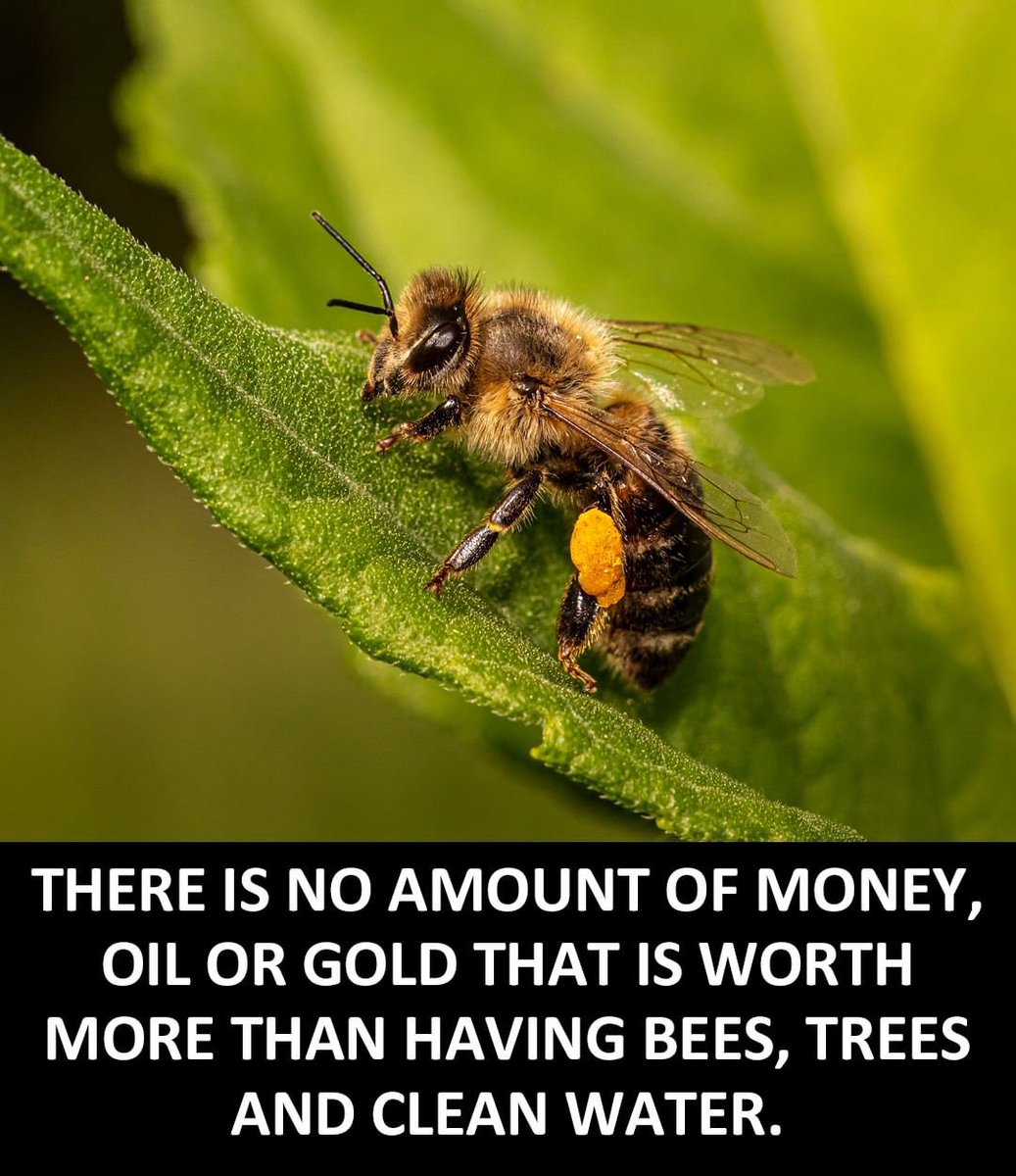 There is no amount of money, oil or gold that is worth more than having 🐝🐝🐝 🌳 🌳🌳 and clean 💧 Let’s protect the bees together: change.org/SaveTheBee @BeeAsMarine