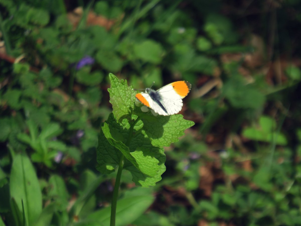 nishaparmar191's tweet image. Seen so many orange tips in the last 2 days and one finally settled #springair @BedsNthantsBC