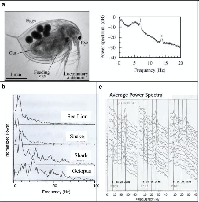 Many species of organisms exhibit the same low-frequency electrical activity, regardless of their brain size, brain complexity, or even the presence of a cortex. Most electrical activity in vertebrates and invertebrates occurs at extremely low frequencies, with characteristic…