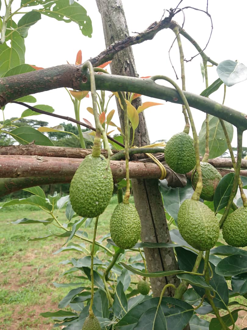 frankbyiringir0's tweet photo. Avocado and paw paws (papayas) are one of the #horticultural fruits you can invest in.
According to your #LocalMarket, which is more #profitable than other? Could someone here share with us #Agronomic skills on how to grow these #fruits?
Have a marvelous day.
#FarmForBusiness https://t.co/3PvWTewXzG
