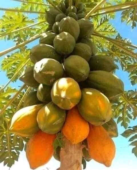 frankbyiringir0's tweet photo. Avocado and paw paws (papayas) are one of the #horticultural fruits you can invest in.
According to your #LocalMarket, which is more #profitable than other? Could someone here share with us #Agronomic skills on how to grow these #fruits?
Have a marvelous day.
#FarmForBusiness https://t.co/3PvWTewXzG