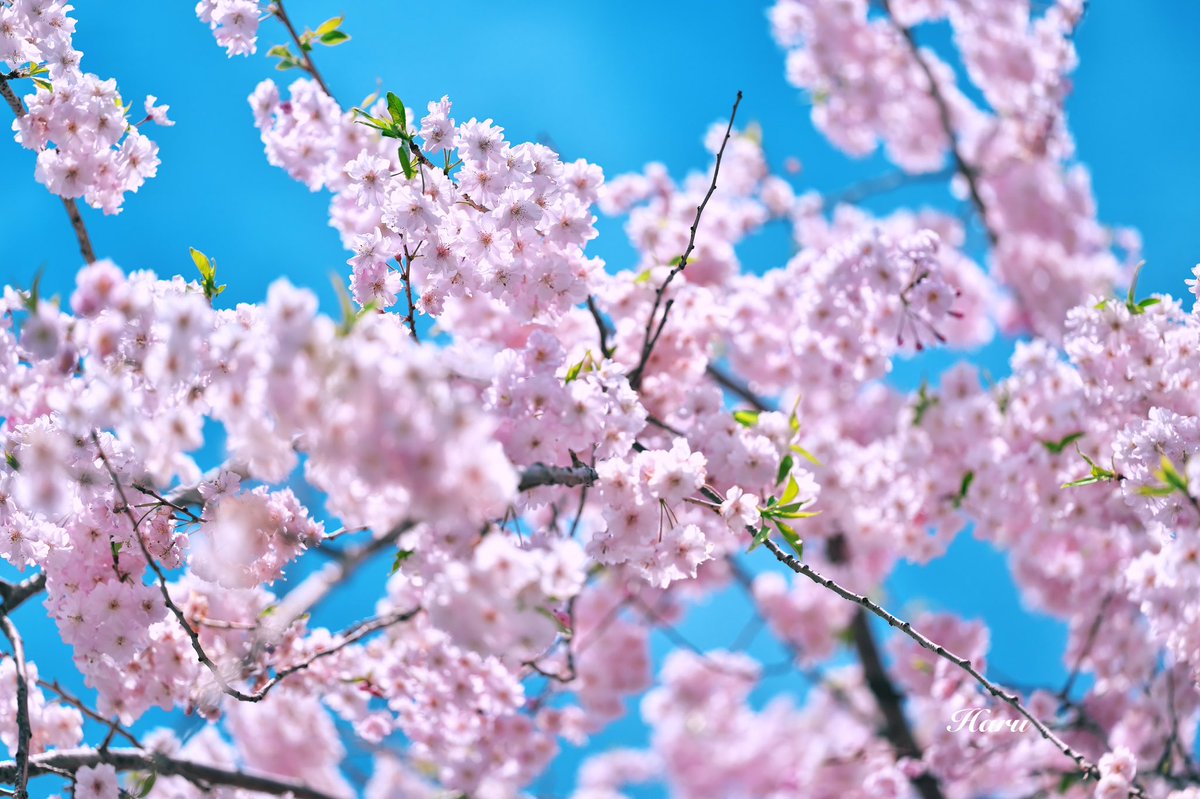 青空と桜🌸よく合いますね

#私とニコンで見た世界 
#ファインダー越しの世界 
#Nikon #Z6ii