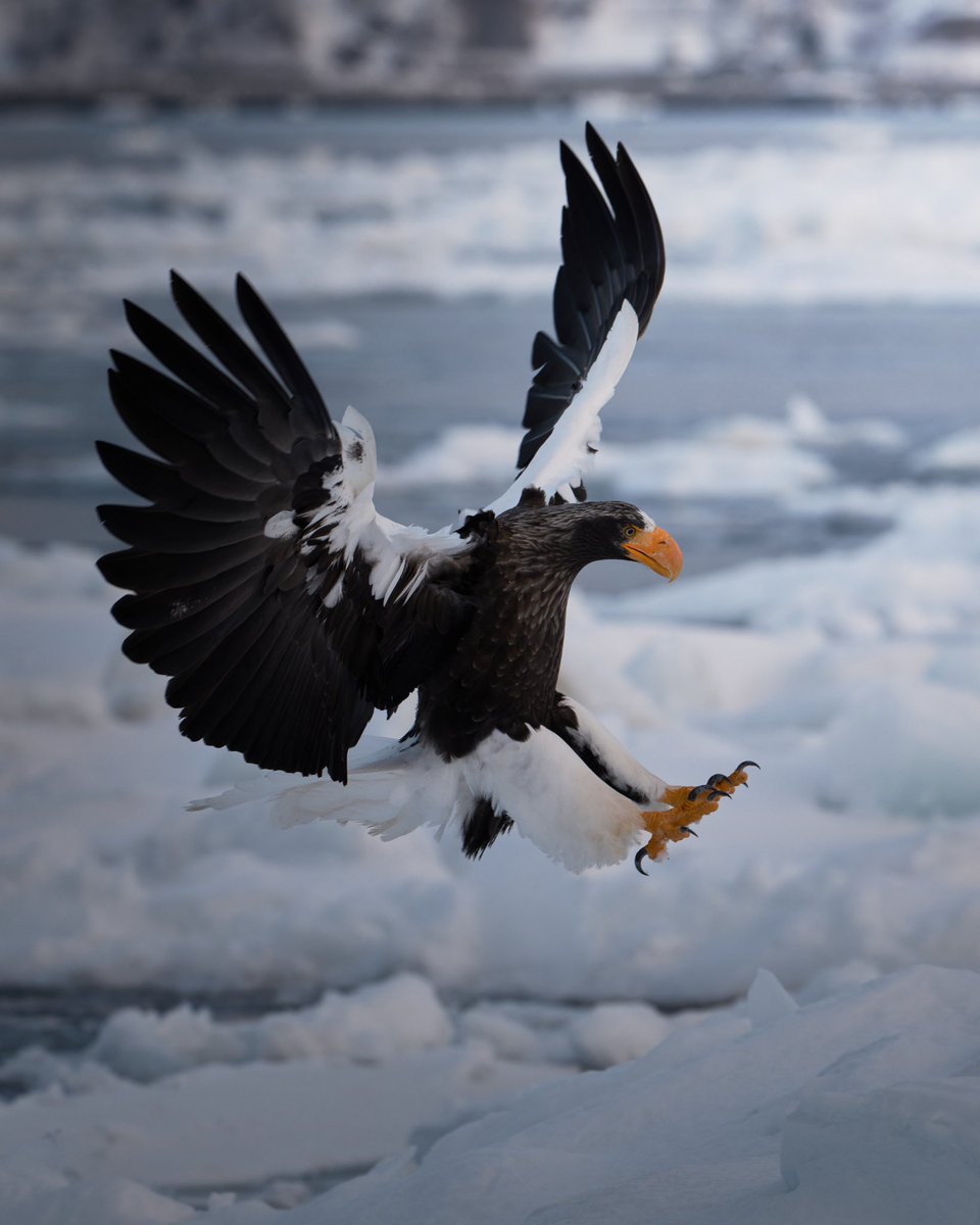 #tokyocameraclub
#Nikon #nikoncreators #zcreators
#light_nikon #Z9
#私とニコンで見た世界
#オオワシ #Stellersseaeagle #北海道