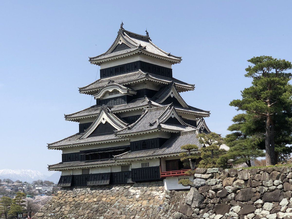 松本城 桜満開　すごく綺麗。