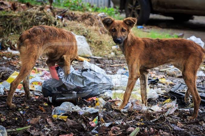 @Malatuli59 @BJP4Delhi @BJP4India @allindia @PercyBillimoria @gauravbhatiabjp Our wise ancestors practiced community ownership where every household fed dogs sitting outside homes. This is opposite of today's  pet ownership where foreign breed dogs are kept indoors & Indian dogs are left hungry to eat garbage. And are blamed for spilling filth @RSSorg