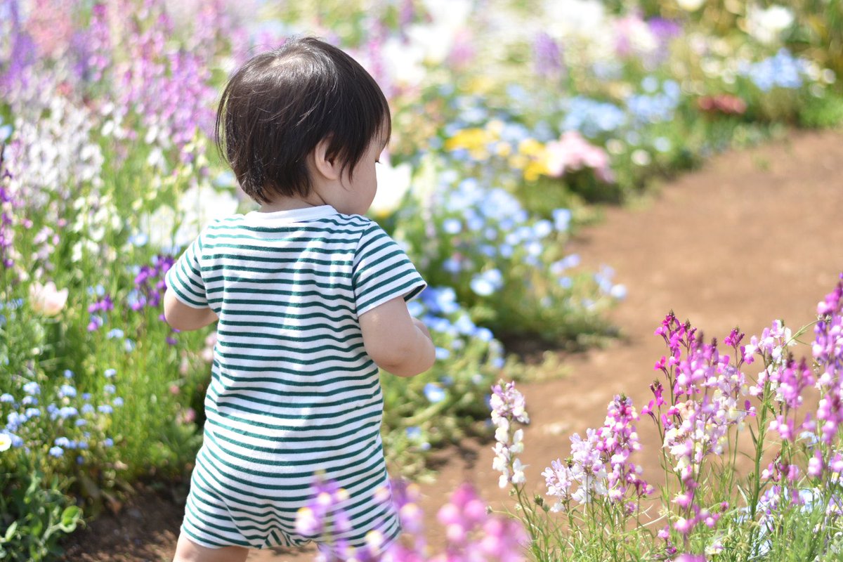 kini_ninini's tweet photo. 今週は別のお花が見頃に！しかし花の名前がわからんママでごめんねえ…ネモフィラがあった��

他所のお子さんも撮りたいくらいロケーションが良かった🌸カメラマンしたいよ〜 https://t.co/vWB7efemRr