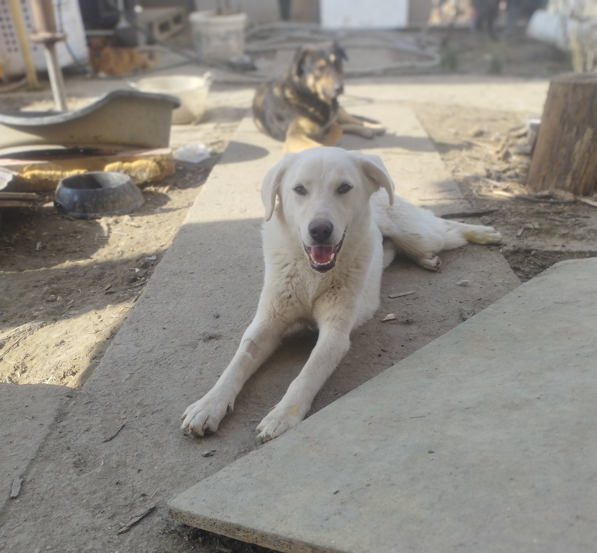 RehabTheea's tweet photo. Sweet Daisy is looking for her Forever home or a great Foster home❤🏠If You would like to help my dogs while they wait🙏
Paypal: love.for.animaals@gmail.com 
Bank: RO53INGB0000999905174713
You can donate directly food here 
https://t.co/9lyNMCAwET
Thank you❤️#doglovers https://t.co/A82o7vYyEV