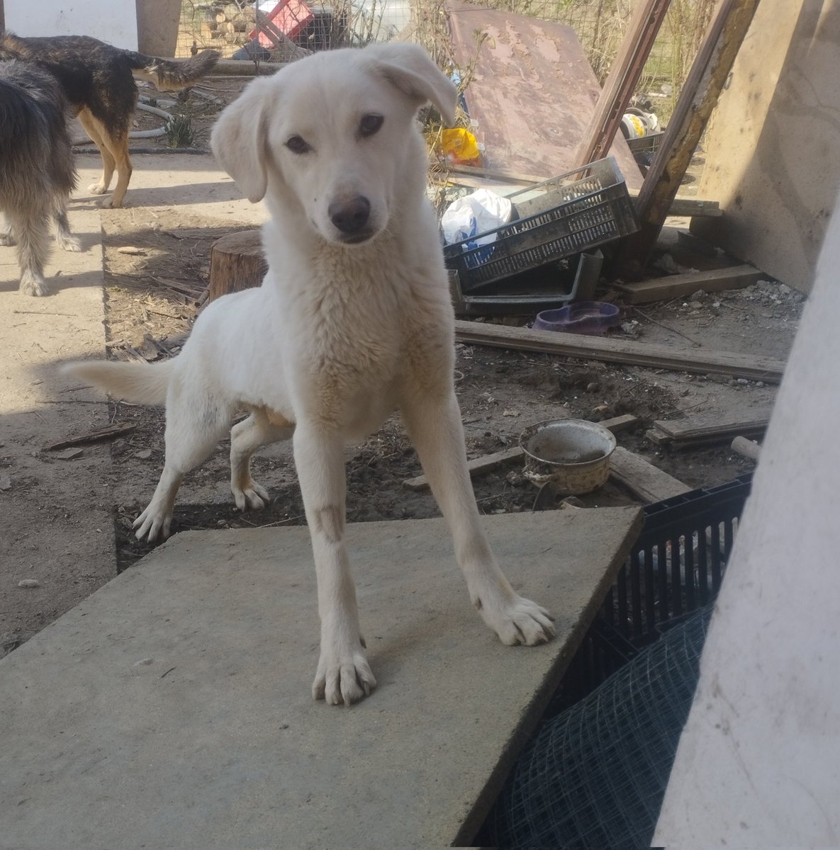 RehabTheea's tweet photo. Sweet Daisy is looking for her Forever home or a great Foster home❤🏠If You would like to help my dogs while they wait🙏
Paypal: love.for.animaals@gmail.com 
Bank: RO53INGB0000999905174713
You can donate directly food here 
https://t.co/9lyNMCAwET
Thank you❤️#doglovers https://t.co/A82o7vYyEV