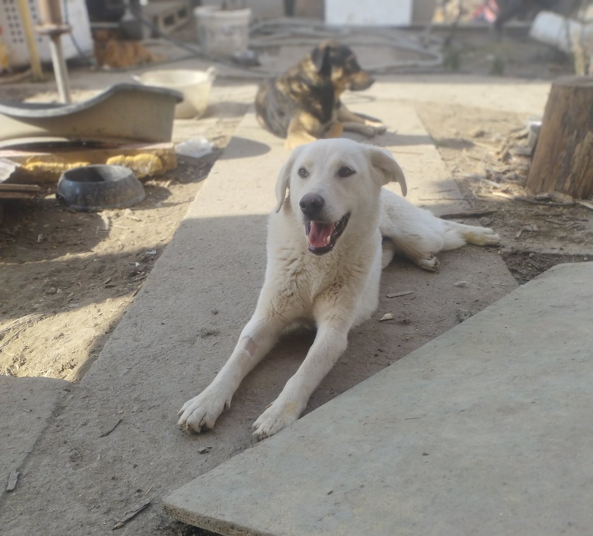 Sweet Daisy is looking for her Forever home or a great Foster home❤🏠If You would like to help my dogs while they wait🙏
Paypal: love.for.animaals@gmail.com 
Bank: RO53INGB0000999905174713
You can donate directly food here 
paws-hope.com/theeas-rescue/
Thank you❤️#doglovers