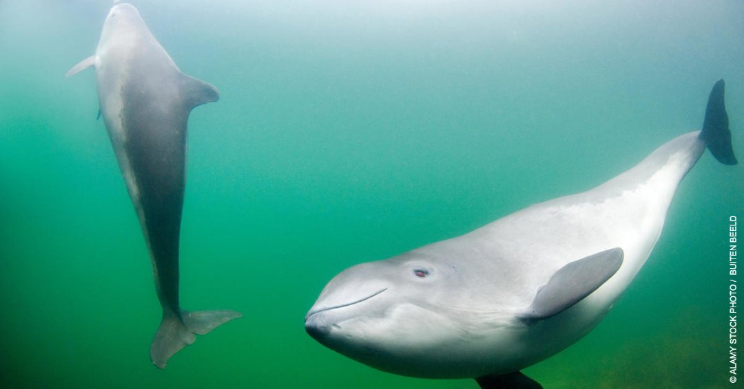 It's #WorldDolphinDay Britain’s biggest resident population of dolphins lives in Cardigan Bay!🐬 Their smaller cousins, harbour porpoises, can be seen around most of the Welsh coast too.