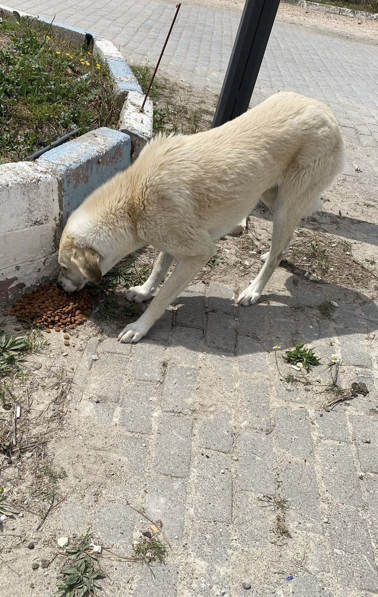 Ankara - Tokat Niksar arası besleme