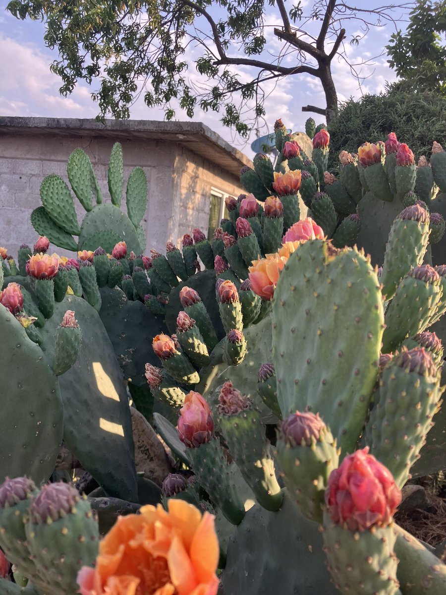 El nopal, floreció ❤️