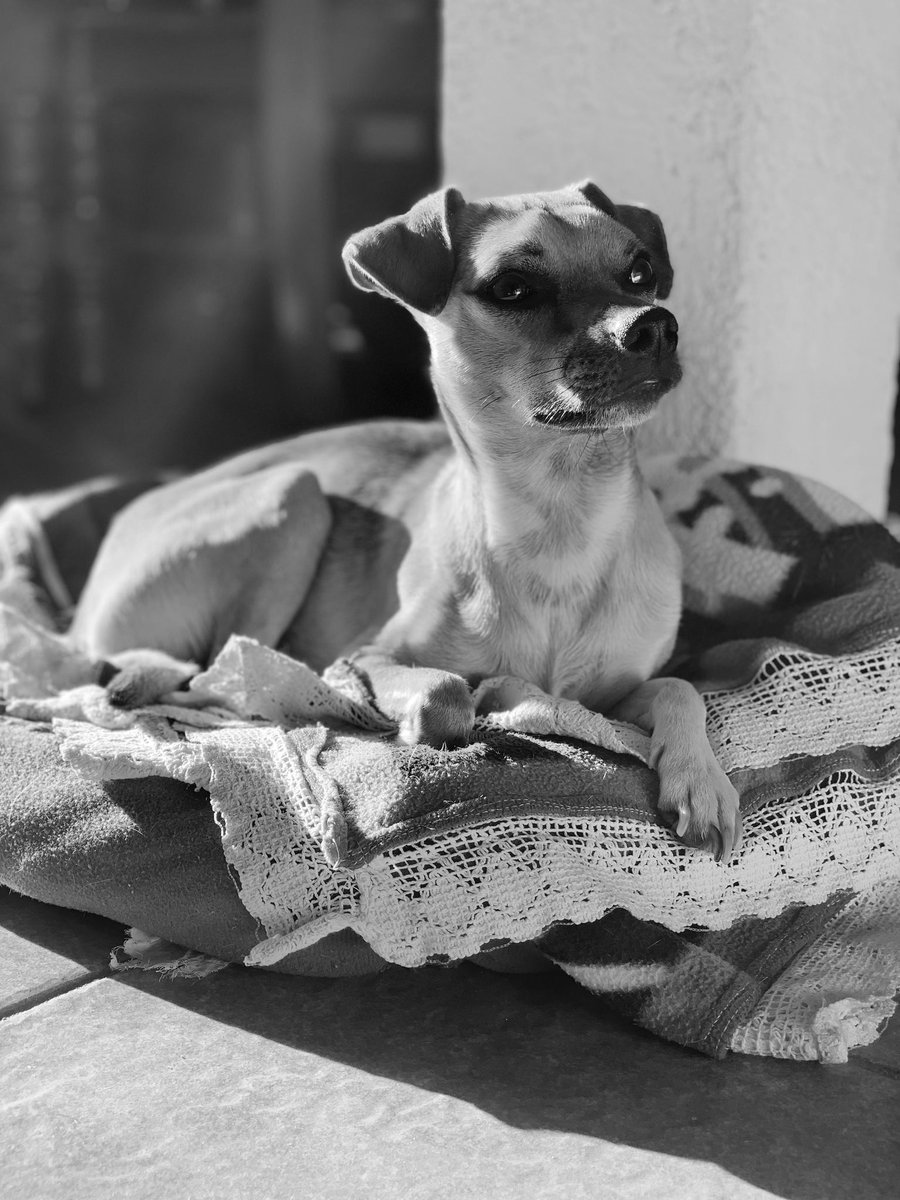 lunensis's tweet photo. @twaniimals El bombirri! https://t.co/q67cCTbSKB