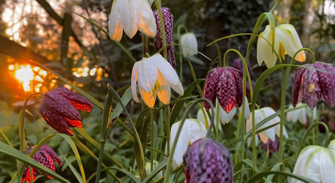 WaltzGarden's tweet photo. Dawn in the fritillaries this morning https://t.co/Wk4lWUZHmP