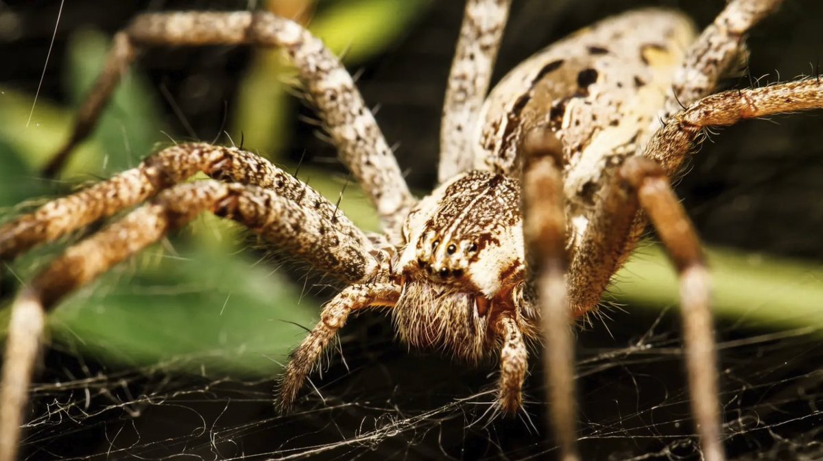 Arachnids, it turns out, are natural-born dancers. Over two sweltering summer months, Noori Choi strategically placed 25 microphones and pitfall traps across 1,000-square-foot sections of forest floor, yielding a wealth of data encompassing over 39,000 hours, including more than…