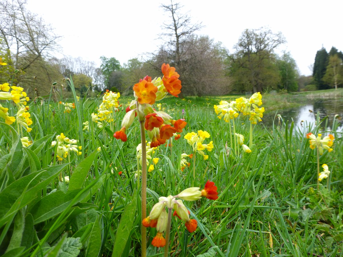 Good morning all, I hope you have a peaceful Sunday. Cowslips to brighten the day💛#Sundayyellow #NorthYorkshire