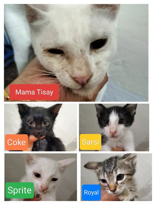 Let's be all in for Gray And Siblings @gray_siblings helping the cats of the Philippines! Every cat spayed & neuter saves countless kittens from misery & death! Please sponsor a cat for $30.00 or for whatever you can spare & thank you! PayPal: paypal.me/welcyfernandez 😊👍🐈🐈‍⬛