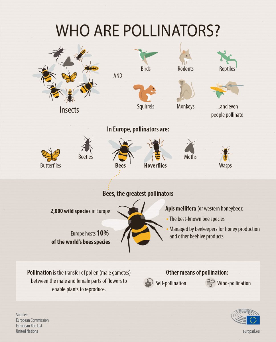 @PTrebaul The big world is supported by small lives. Protect the environment of all the pollinators. #SaveTheBees @GreenJennyJones @TheGreenParty 🌱🐝 👉change.org/SaveTheBee 🆘🐝