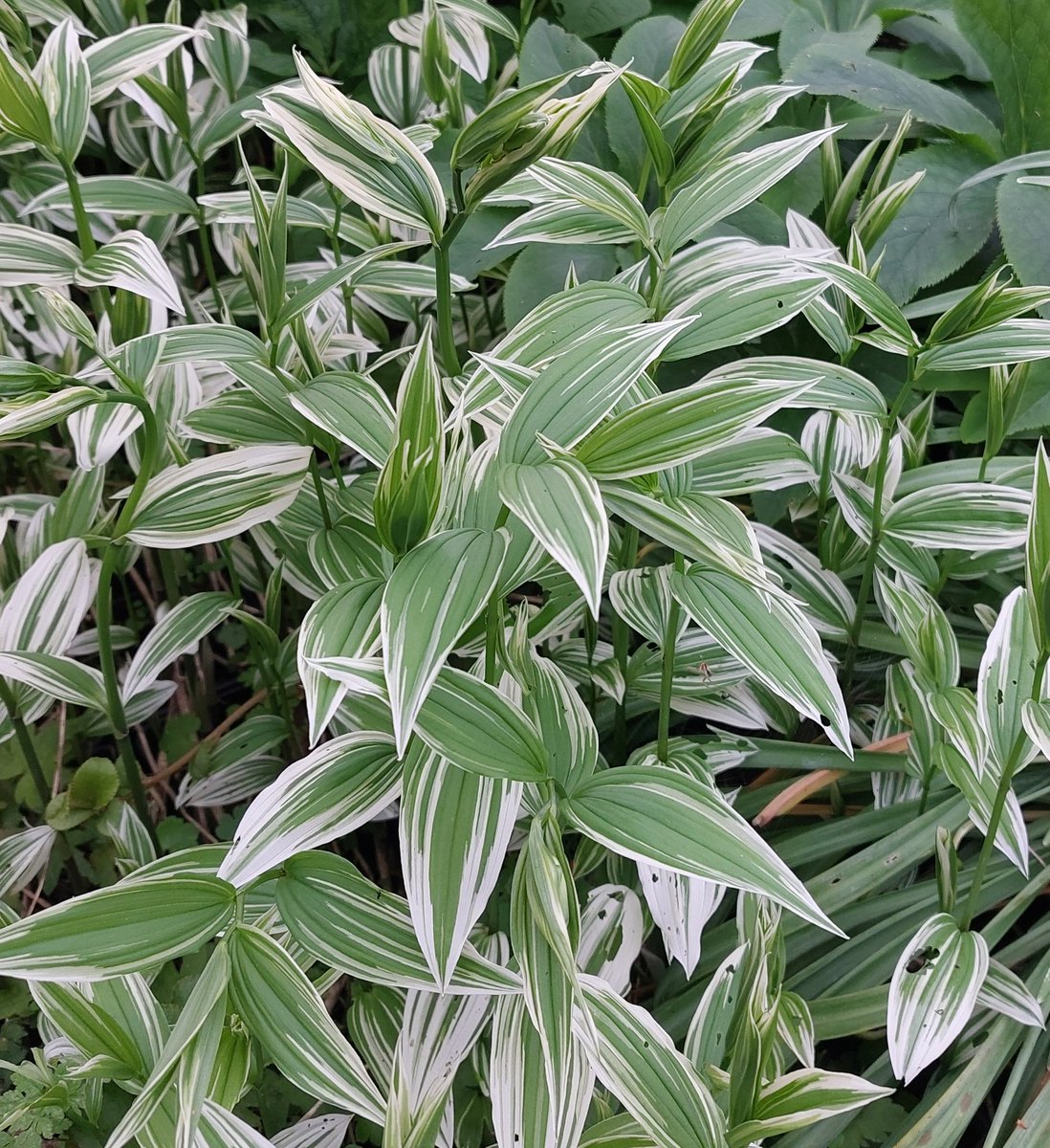 White variegated foliage helps brighten up shady areas and thus Disporum sessile 'Variegatum' is no exception. Will wander in damper areas but clump forming here. #disporum #disporumsessile #disporumsessilevariegatum #variegated #variegatedplants #shadeplants #woodlandgarden