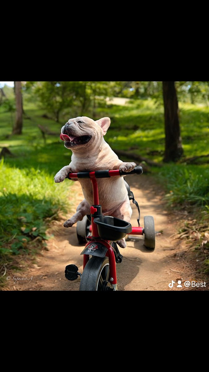 SupachetTh36312's tweet photo. 🚵‍♀️🐕😁 https://t.co/j97ukek5SP