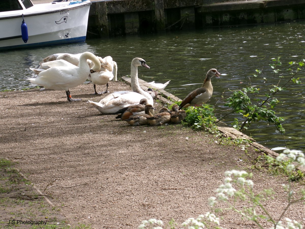 Swans & Egyptian geese taken 13/4/24 #Norwich #Wildlifephotograhy #loveukweather