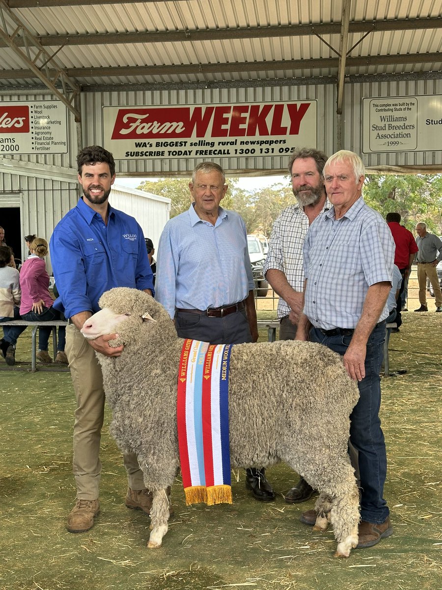 merino_wa's tweet photo. #williams Gateway Expo ๐ ๐๐
#Supreme of Show
Poll Ram, #Kolindale Stud, Dudinin @luke_ledwith
Grand Champ Ewe of Show
Poll, #Wililoo Stud, Woodanilling
Grand Champ Mo Ram
#AuburnValley Stud, Williams
Grand Champ Mo Ewe
#Rangeview Stud, Darkan @jeremyk96376987 https://t.co/w7AvKt2UIs
