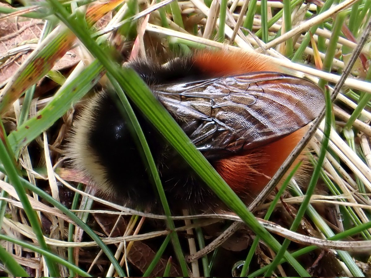 I believe this beauty @Broughton_Hall is Bilberry Bumblebee. New to the hectad on iRecord. On moorland 11/04/2024 - buzzed off immediately after the photo. What rich colour. @RoyEntSoc #bees