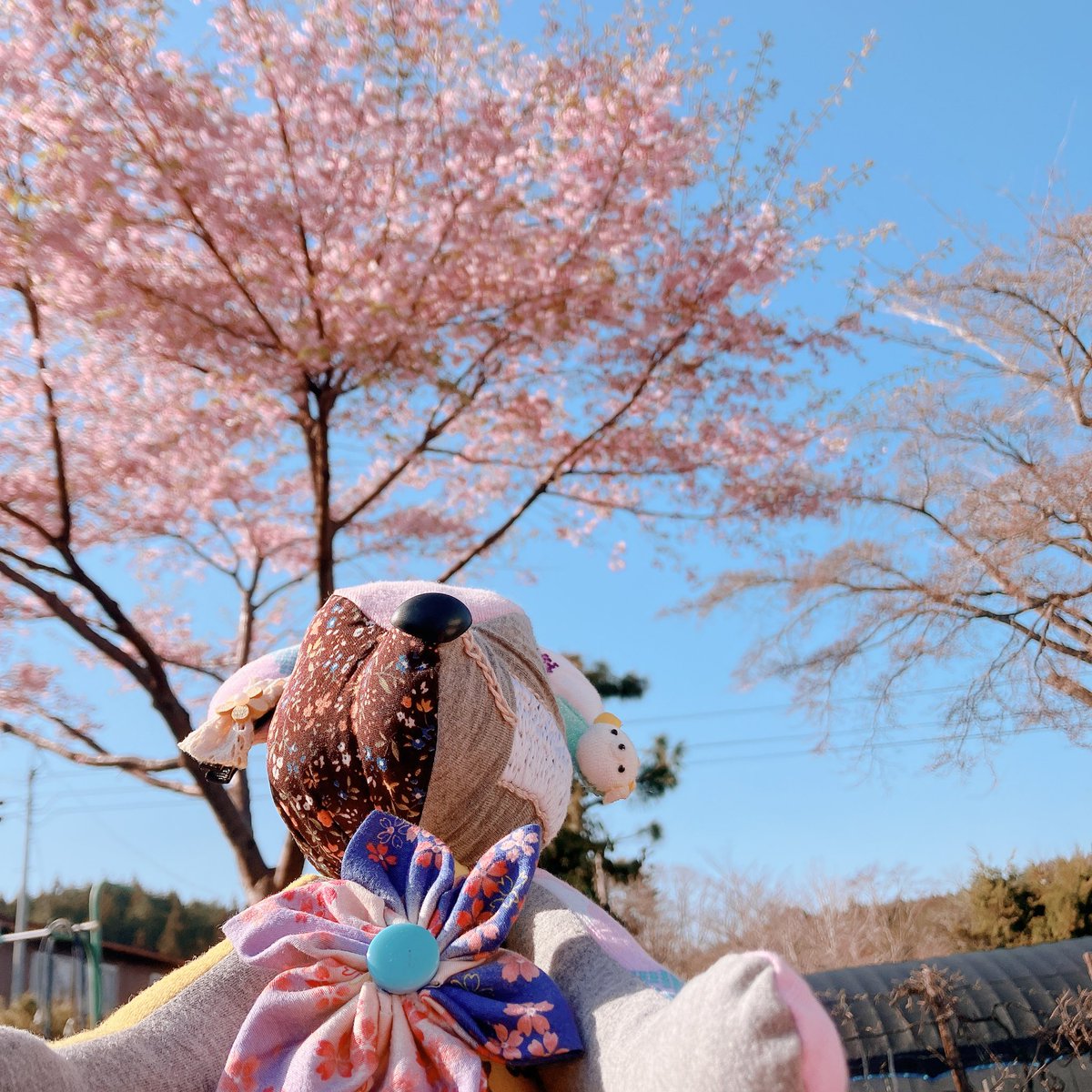 fullcamodbear's tweet photo. お家の桜で娘も一緒にお花見😊 https://t.co/GyeqAyTDEd