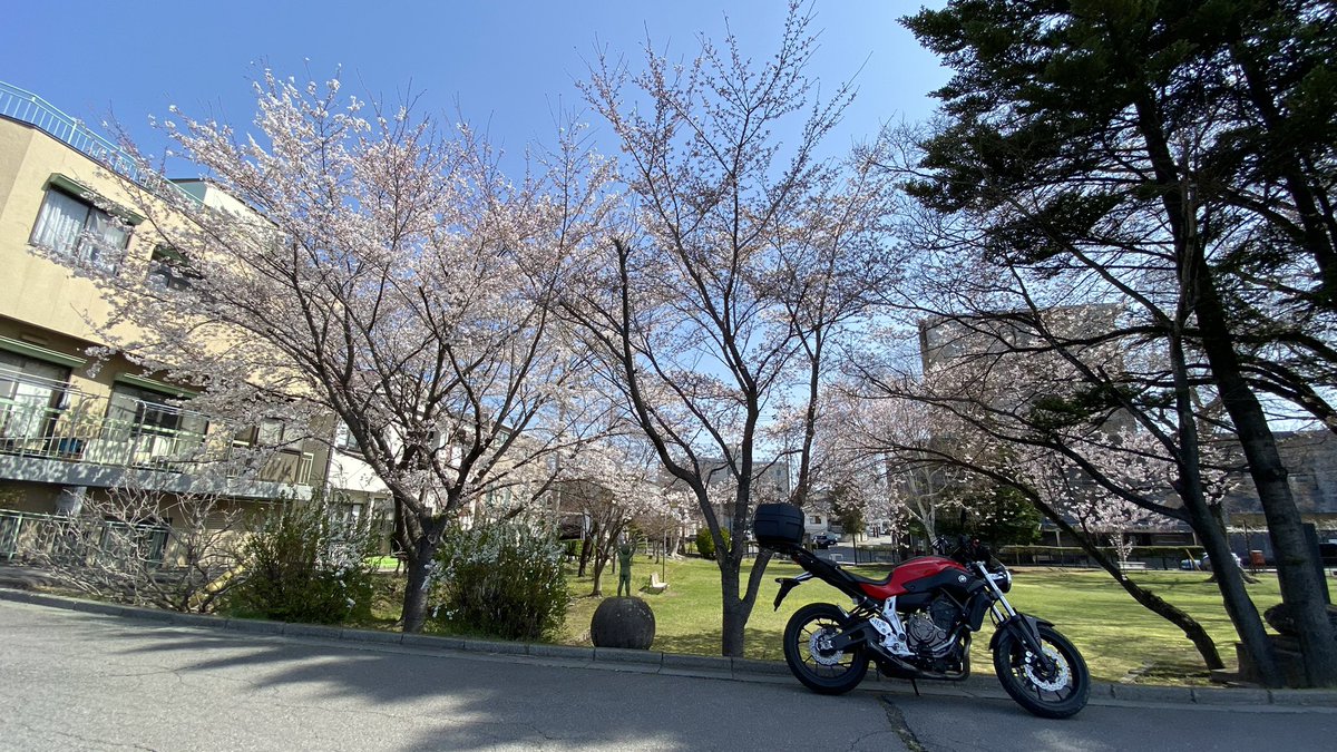 満開にはまだ少し早いようですな🥺