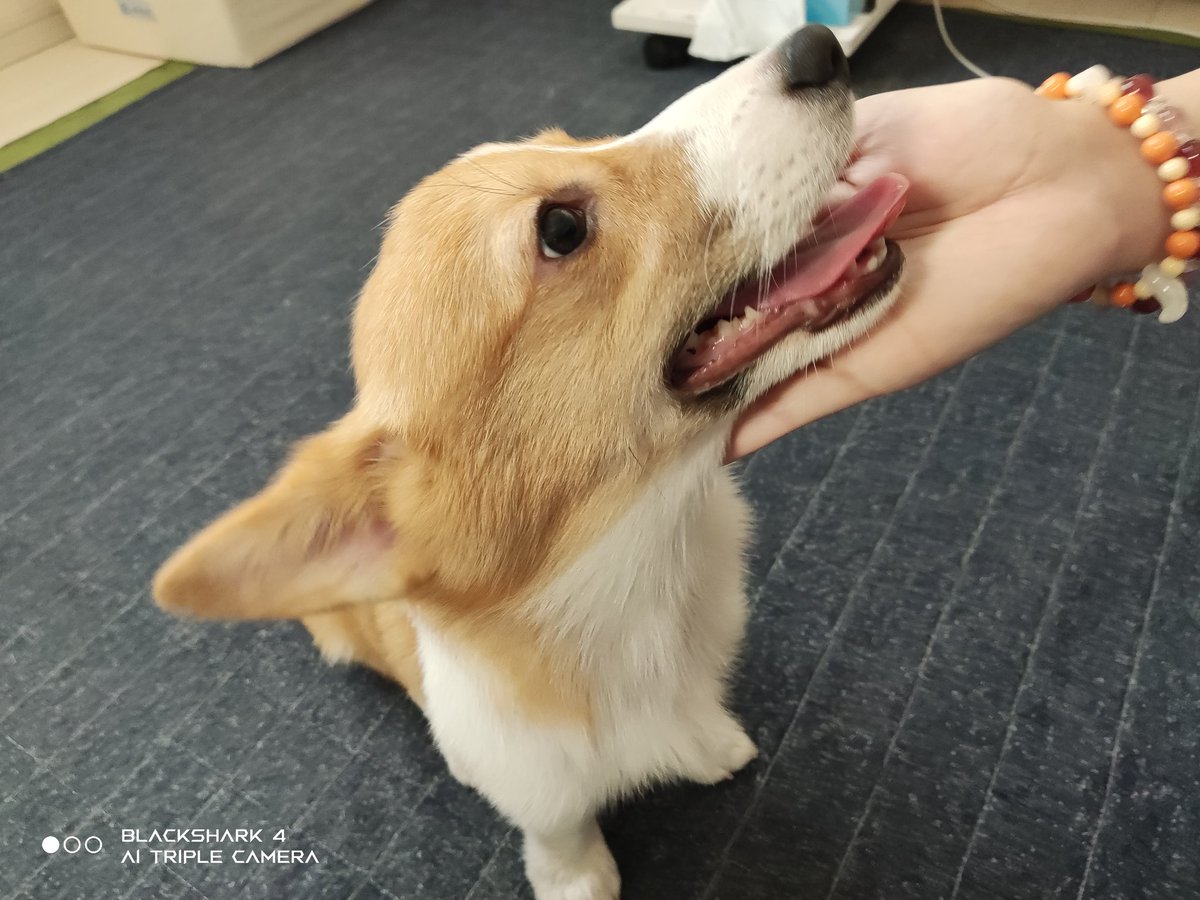 ninoseze2's tweet photo. 新しい家族が増えました😊
コーギー犬の『 チョコ』ちゃんです！
わんちゃんを飼うのがほぼ初心者なので色々アドバイス下さいm(_ _)m

よろしくお願い致します🙏
#コーギー https://t.co/xEdn1R8wNH