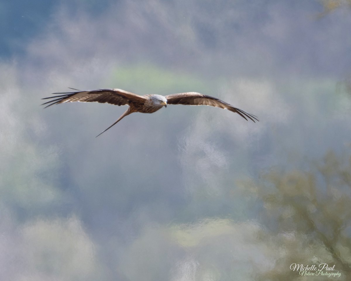 Good morning! This Red Kite literally landed next to me. Of course I didn’t have my camera 🤦‍♀️ I grabbed it out of the boot but by then it had flown quite a distance. This is the best I could manage but it was a wonderful moment!