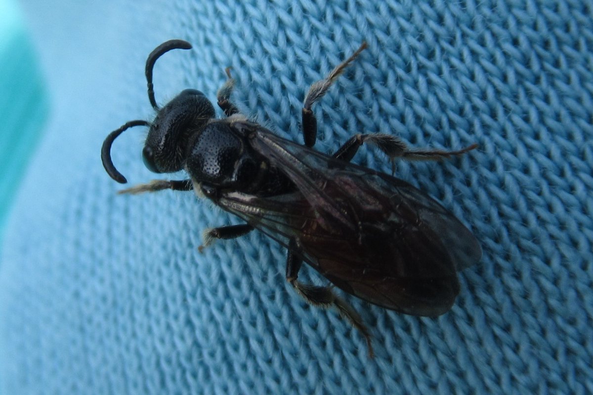 jewels_andrew's tweet photo. A species of blood bee (Sphecodes) found sitting on a washing line in Upshire, Essex yesterday. A rather attractive group I do not see often, just a pity they are so tricky to identify to species. #EssexWildlife #UKBees https://t.co/0pOlTKLhYW