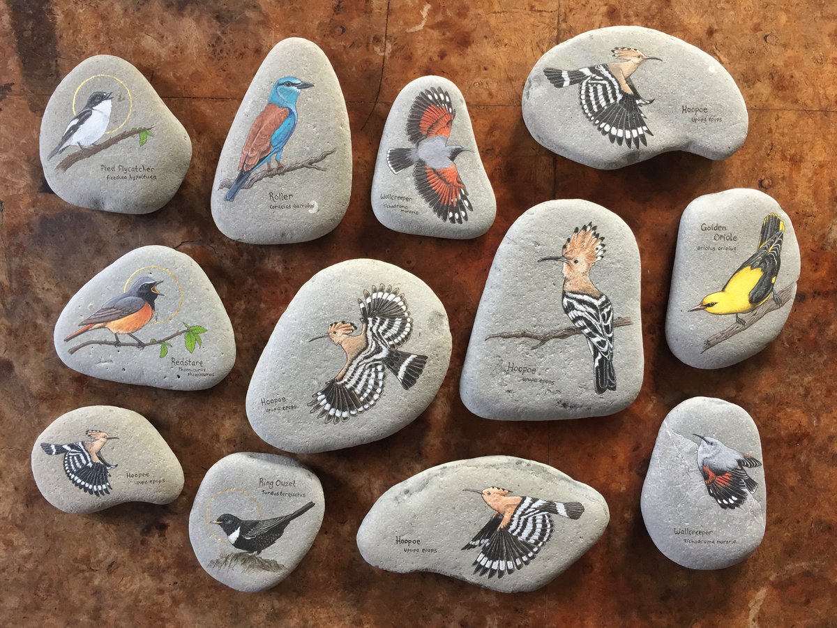 Southerly winds have brought some colourful migrant birds to our shores so I've painted a few that are showing up right now. (Hoopoe, Golden Oriole etc. And as for the Wallcreepers, well, one can hope!) These stones are available on my website, here: kerrieanngardner.co.uk/product-catego…