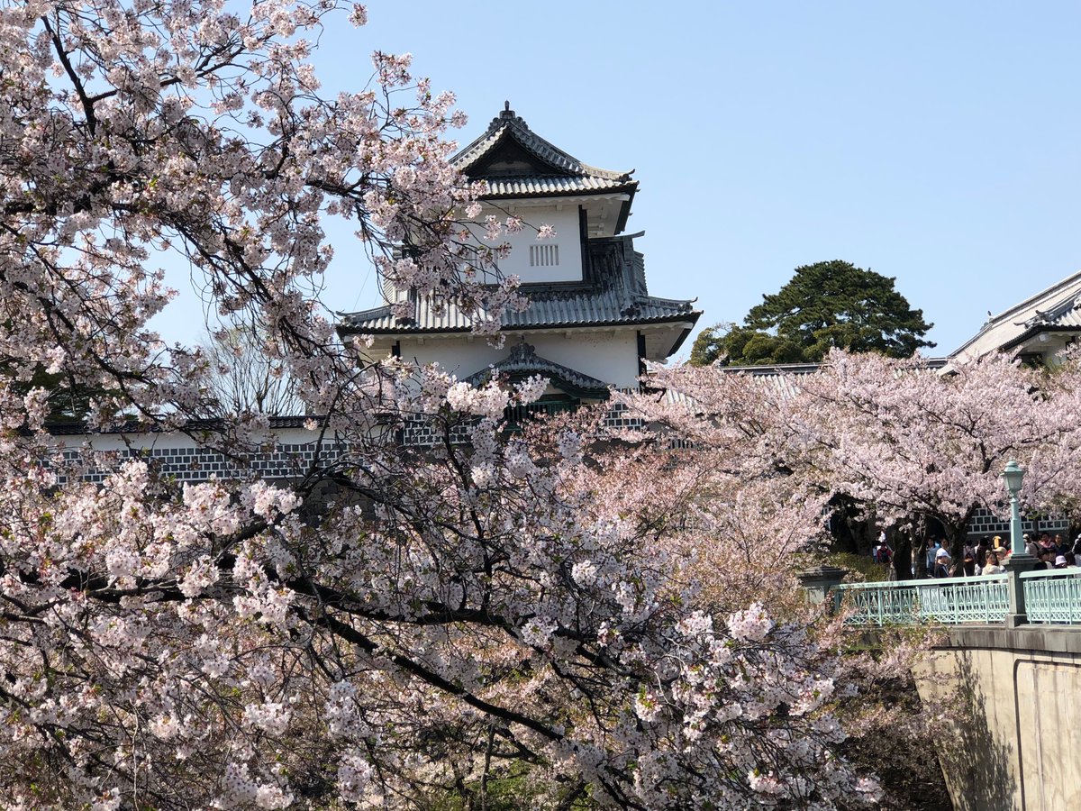 花見してる。 お茶で。