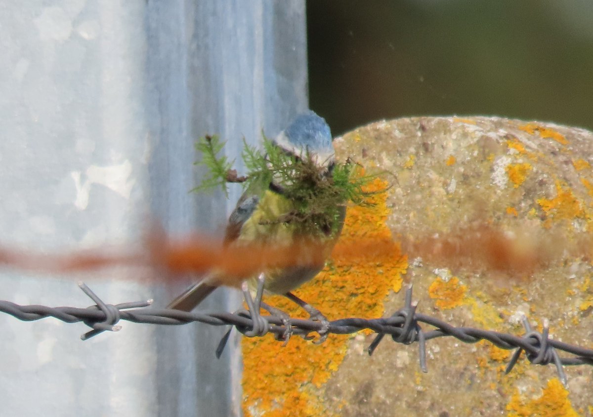 Good morning A #bluetit collecting nesting material yesterday